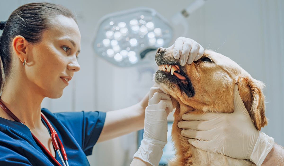 Cosmetic teeth cleaning an important part of pet hygiene and care