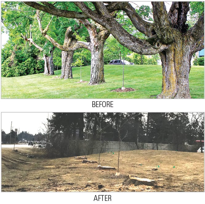 County: removed trees posed ‘safety risk to the public’ post image