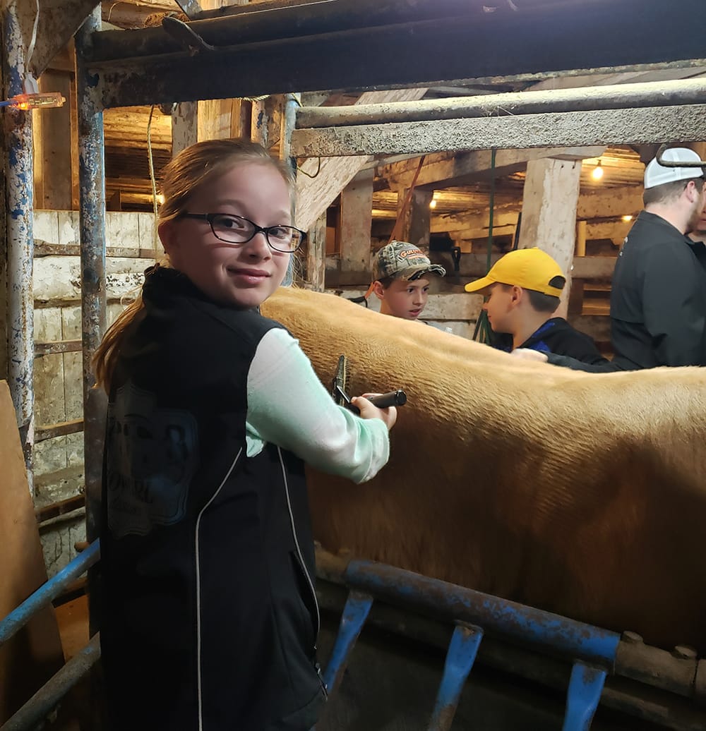 Eramosa Beef Club learns about grooming calves post image