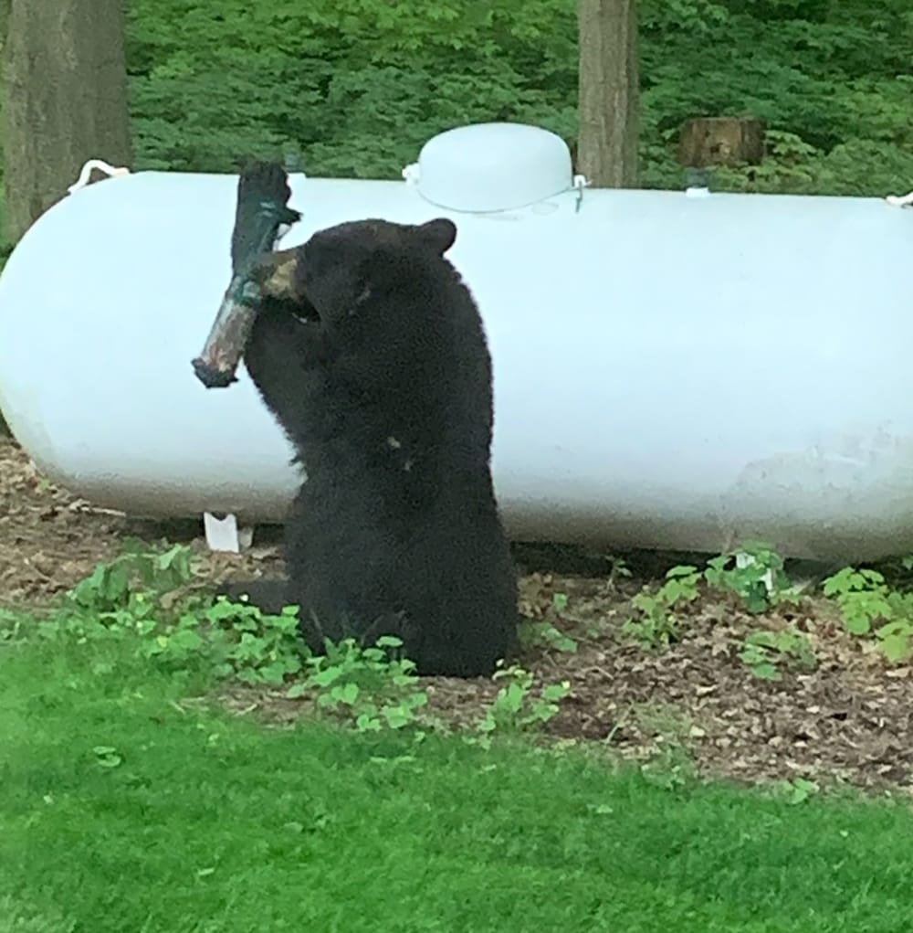 Police issue warning, offer tips after black bear sightings post image