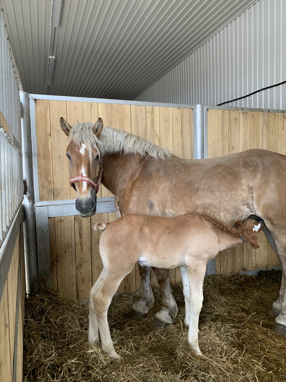 Belgian horses to be celebrated at Horse Day Erin post image