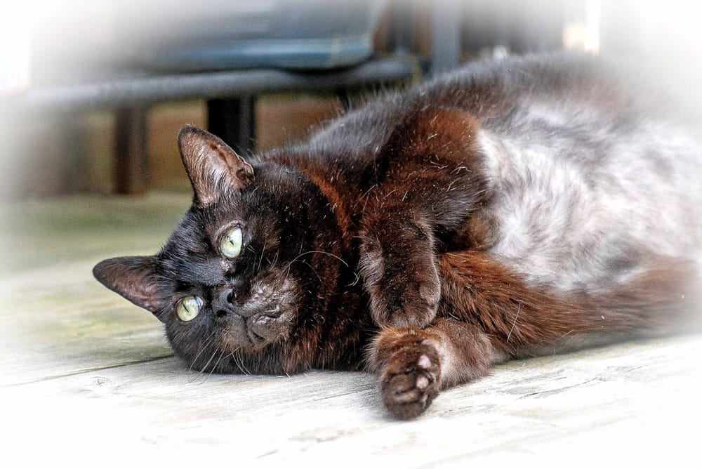 Guelph Humane Society shares that cat found in blue tote bin is now available for adoption post image