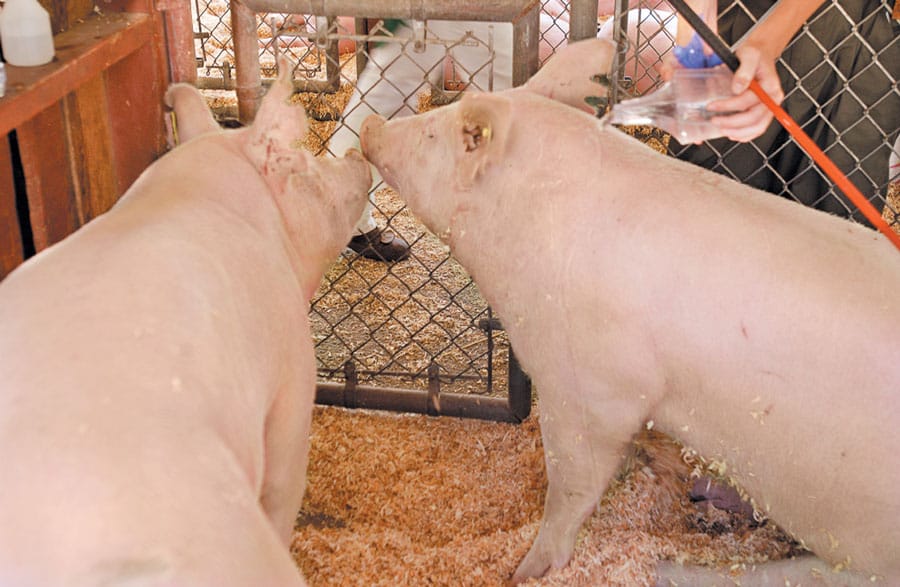 Local pork, beef producers apprehensive over Chinese ban, industry leaders state post image