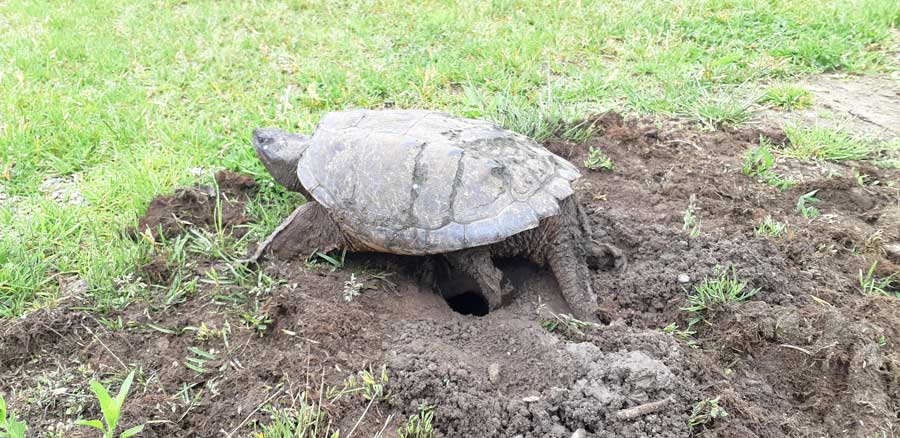 Humane society urges community to help turtles with crossings post image