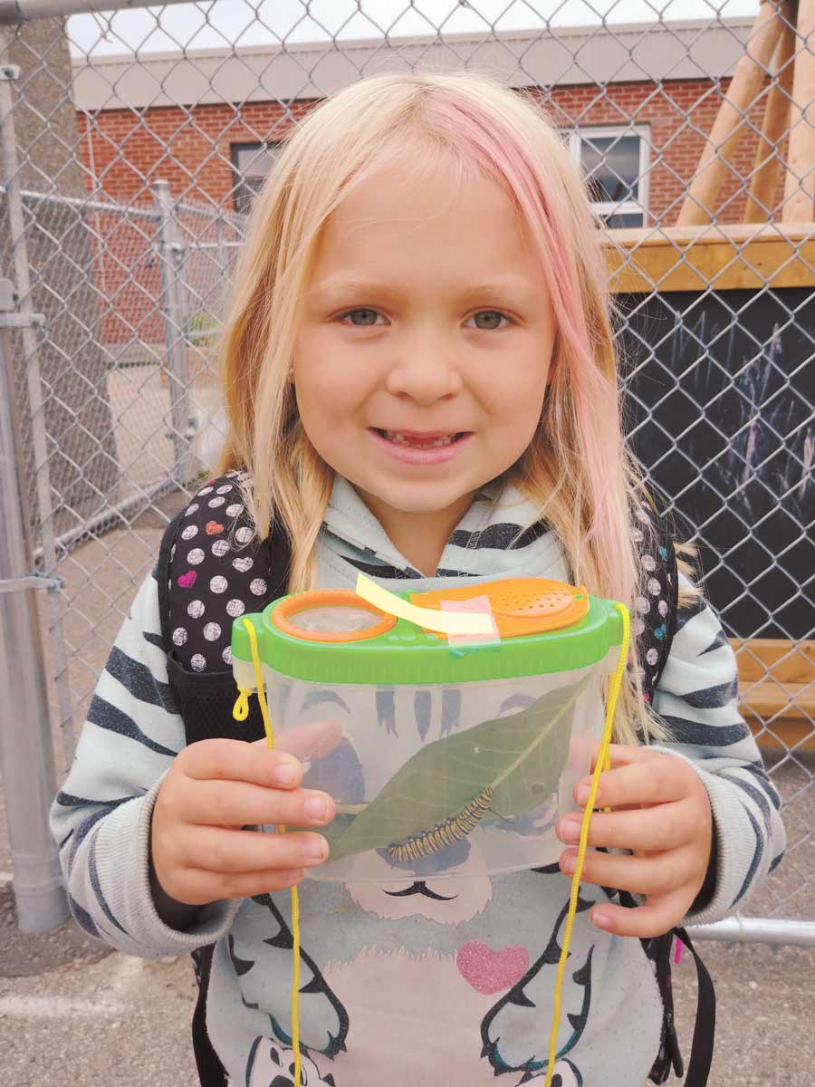 Monarch study post image