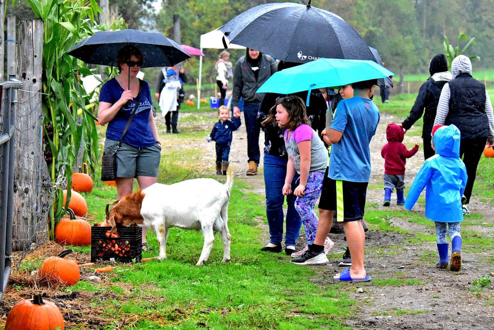 Wellington Rural Romp had a busy weekend post image
