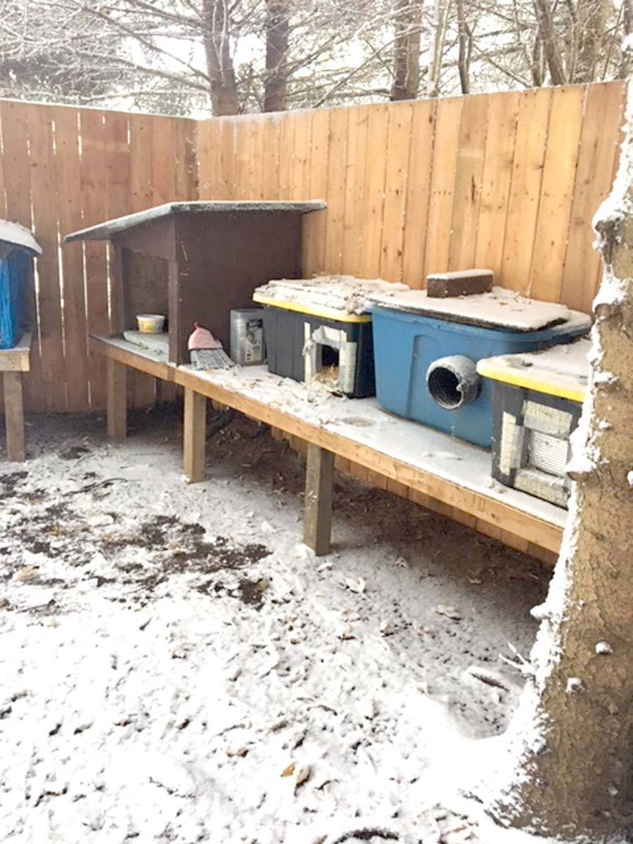 Cat lovers assist with shelter and population control for unwanted, feral felines post image