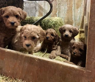Police seek help to locate 19 puppies stolen from local farm post image
