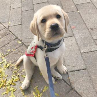 Foster families needed for autism dog training post image