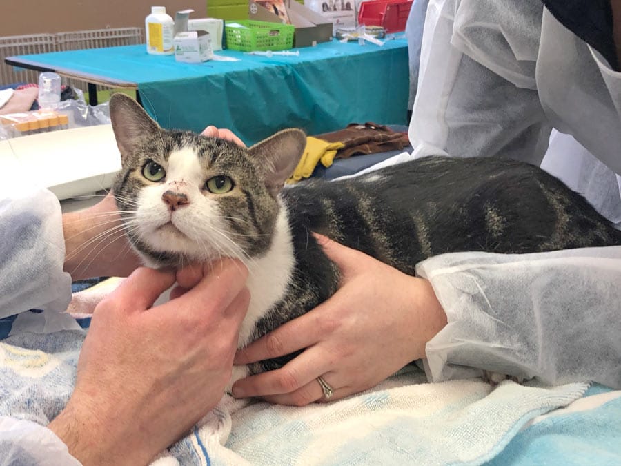 Humane Society takes in 105 cats from one home post image