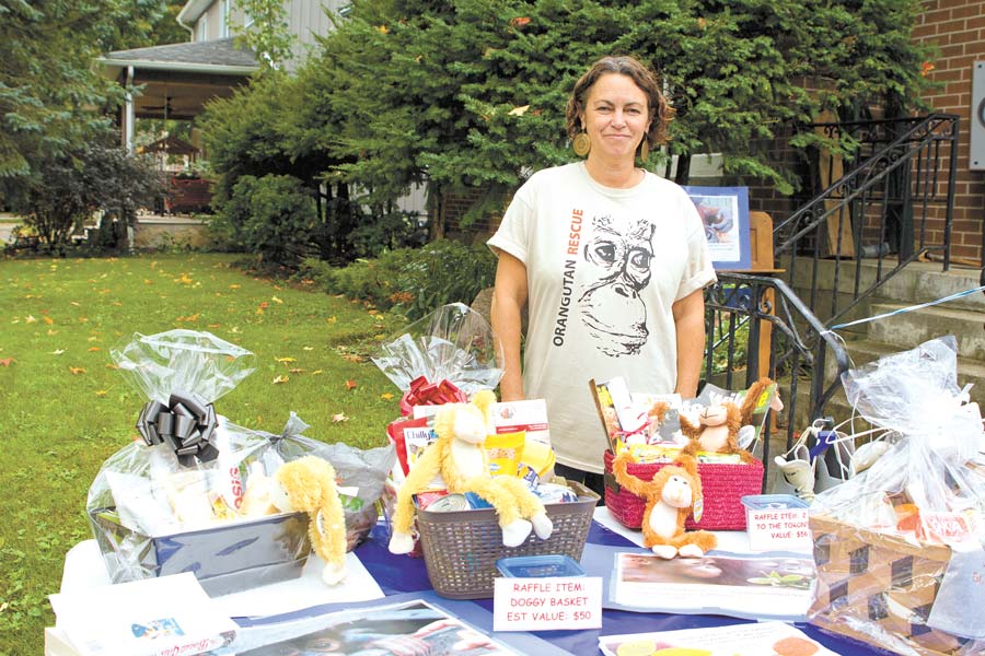 Going ape over orangutans post image