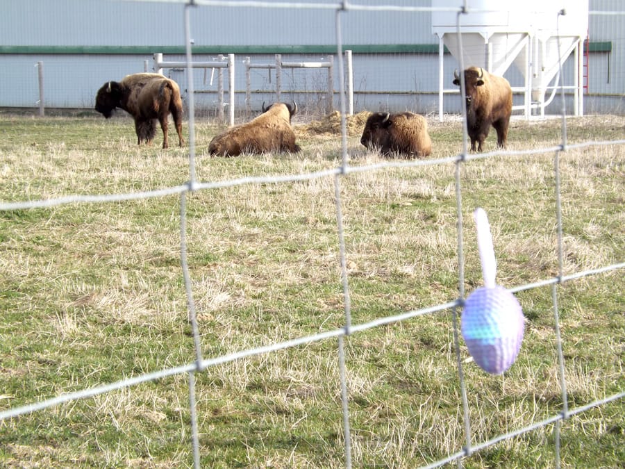 Bison eggs? Mapleton farmers create a social distancing egg hunt post image