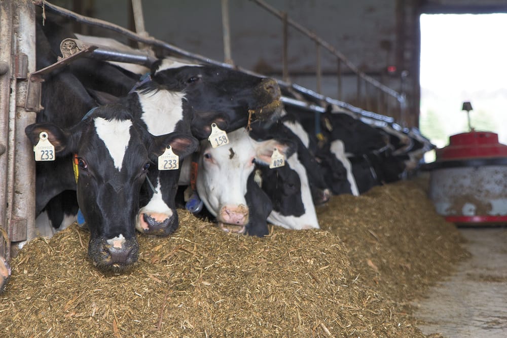 Supply chain issues plaguing local farmers through COVID-19 pandemic post image