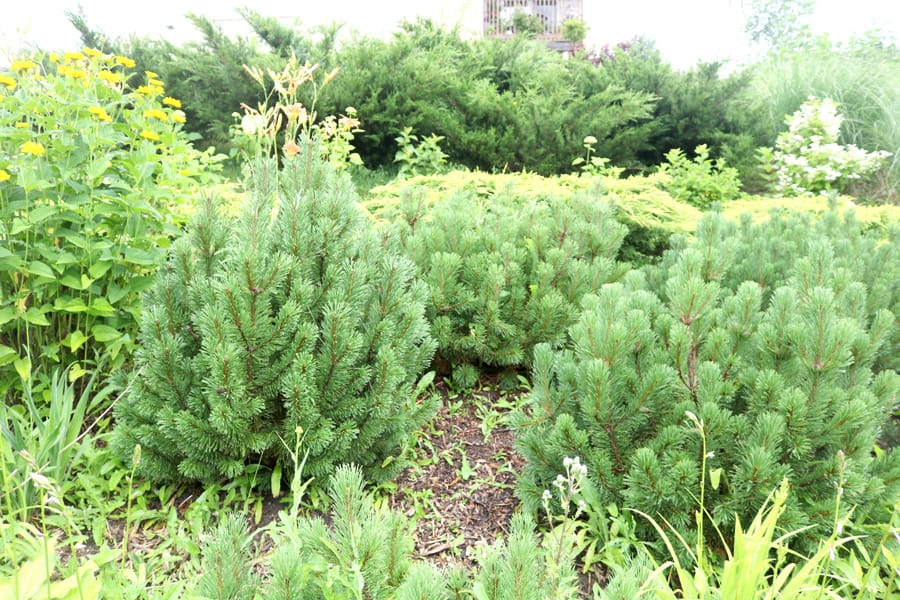 Gardening on a hill requires planning, fortitude - and good golf cleats post image