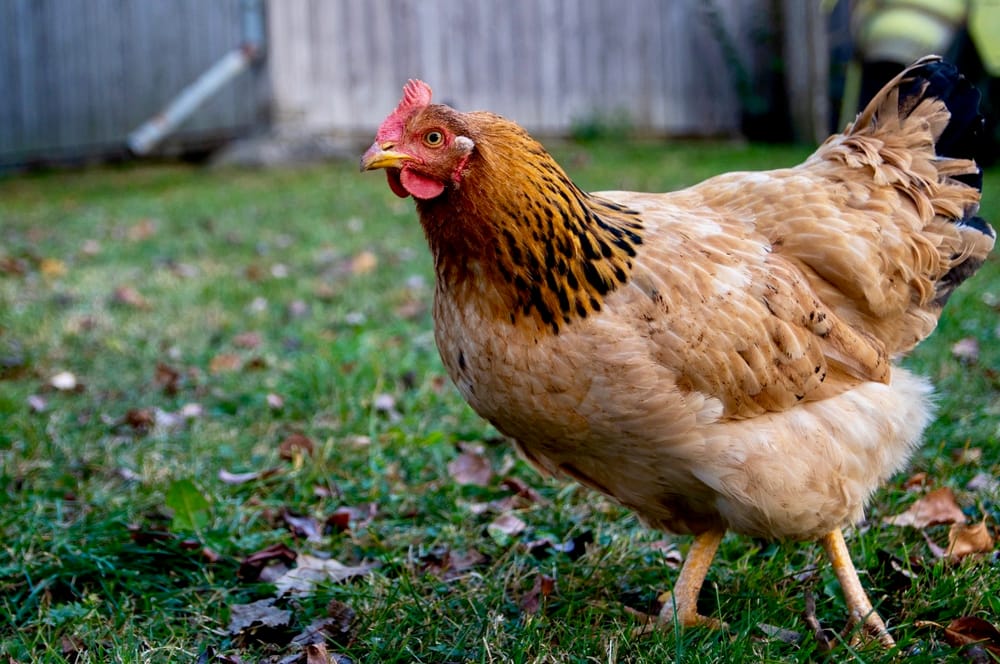 Wellington North councillors not interested in allowing backyard chickens post image