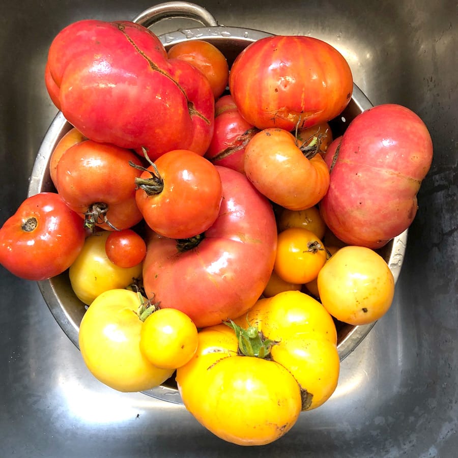 Try growing heirloom tomatoes this year post image