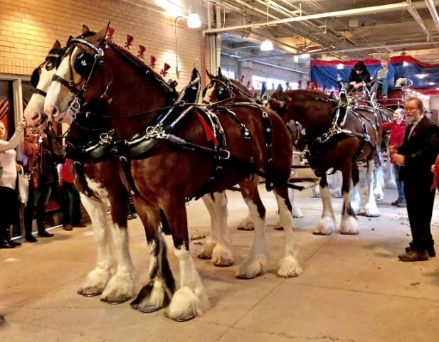 Royal Agricultural Winter Fair cancelled due to COVID-19 post image