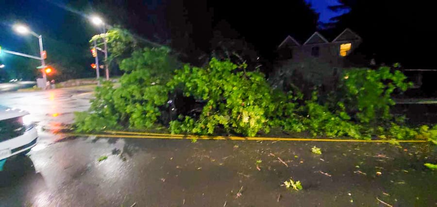 Downed tree damages car at Fergus intersection post image