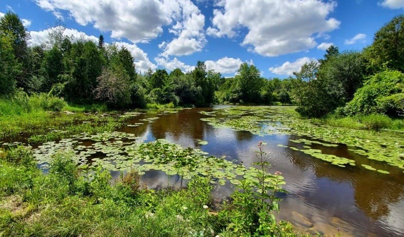 Community group planning Eramosa River naturalization project post image