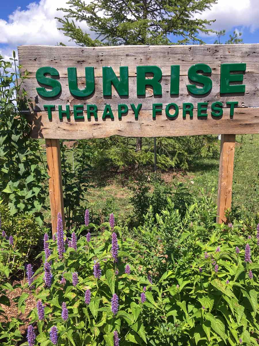 Sunrise to host outdoor, socially  distanced therapy forest celebration post image