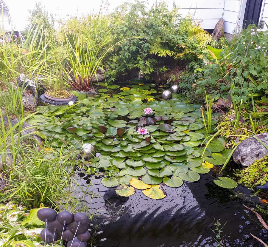 Water gardening has its own fascination post image