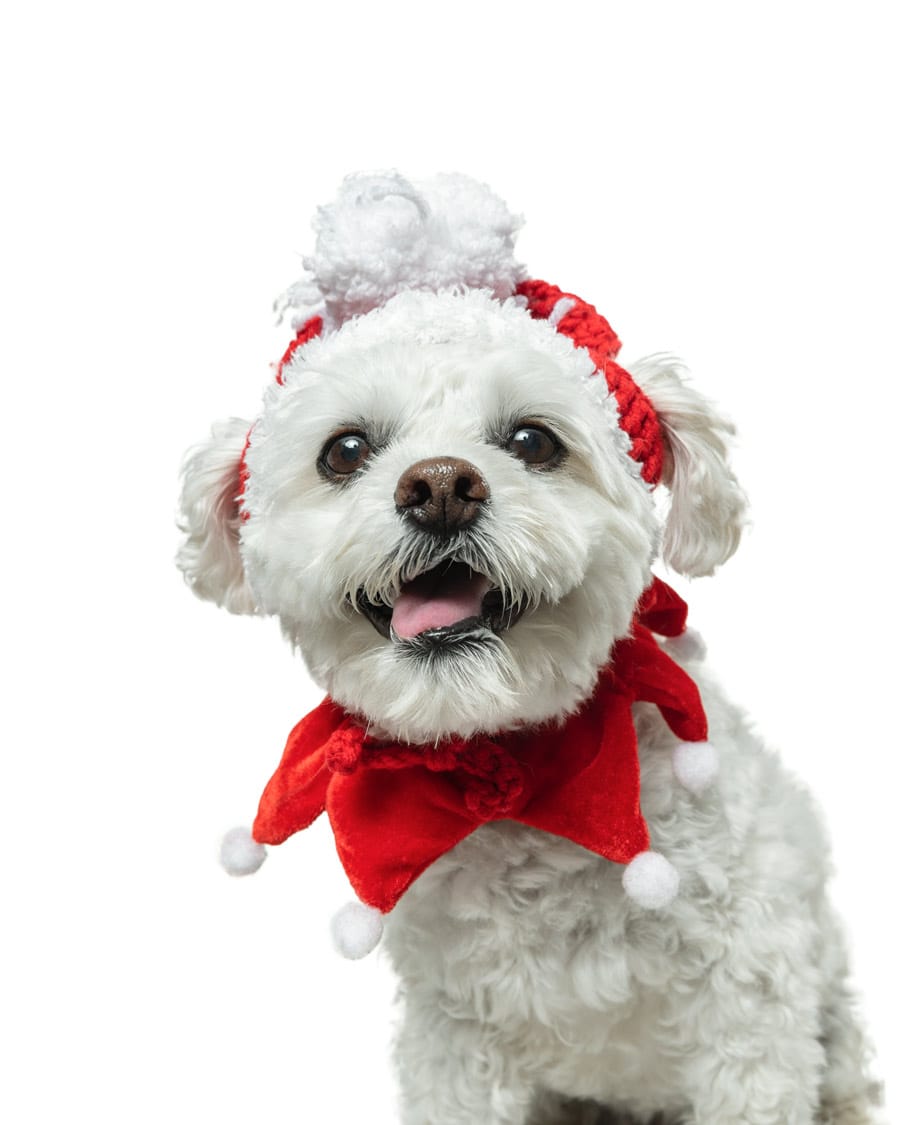 Corporate sponsors matching donations to Guelph Humane Society until Dec. 31 post image