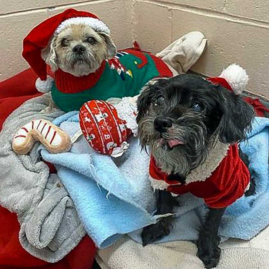 Help the Guelph Humane Society get 40 animals home for the holidays post image