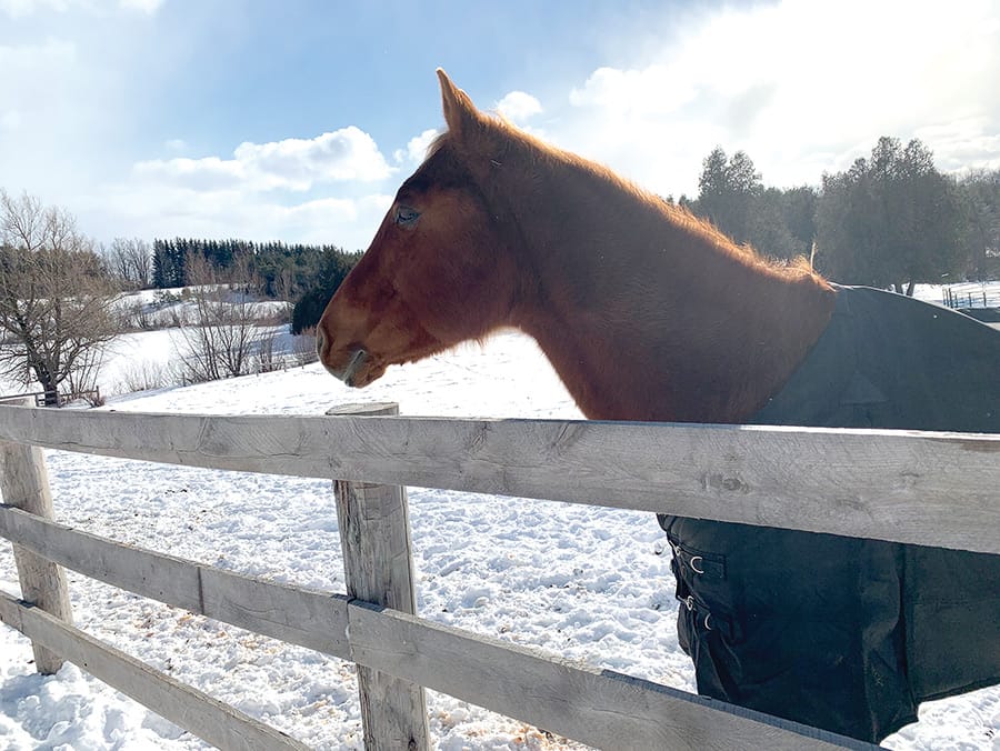 OMAFRA offers support to Ontario equine community post image