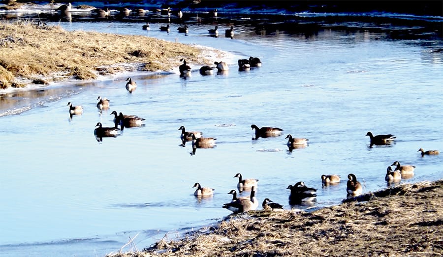 Signs of spring in a stream in Mapleton post image