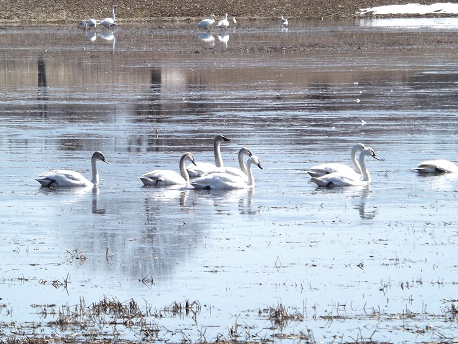 Serene spring scene in Minto post image