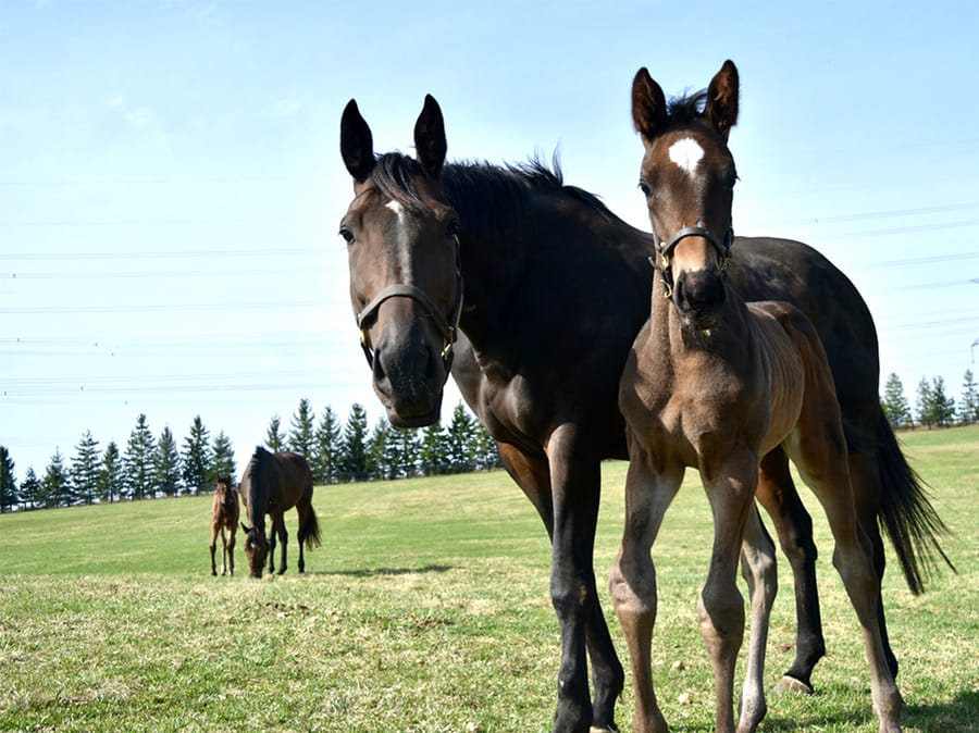 Mares and foals: adding value to the local landscape post image