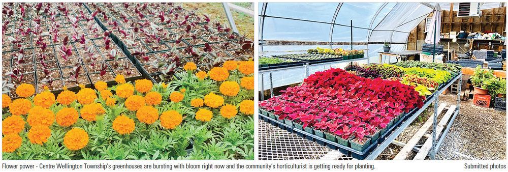 Bring on the blooms: Centre Wellington greenhouse gearing up for season post image