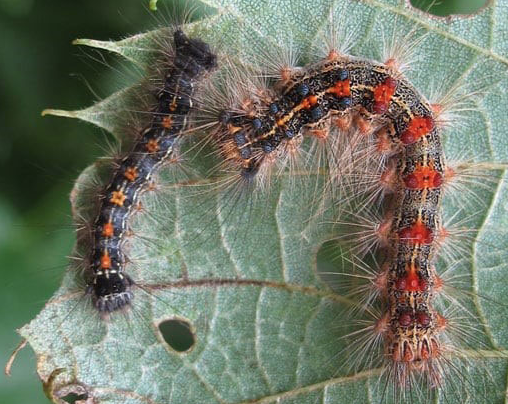 County ponders aerial attack on gypsy moths next year post image