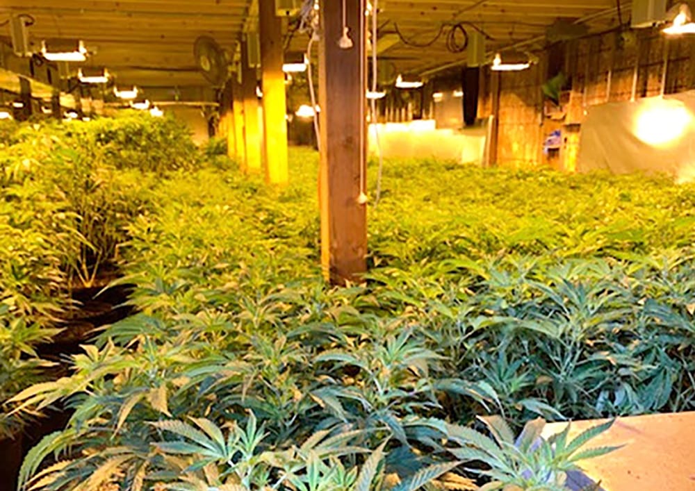 Aurora man behind Fergus marijuana grow-op facing potential prison sentence post image