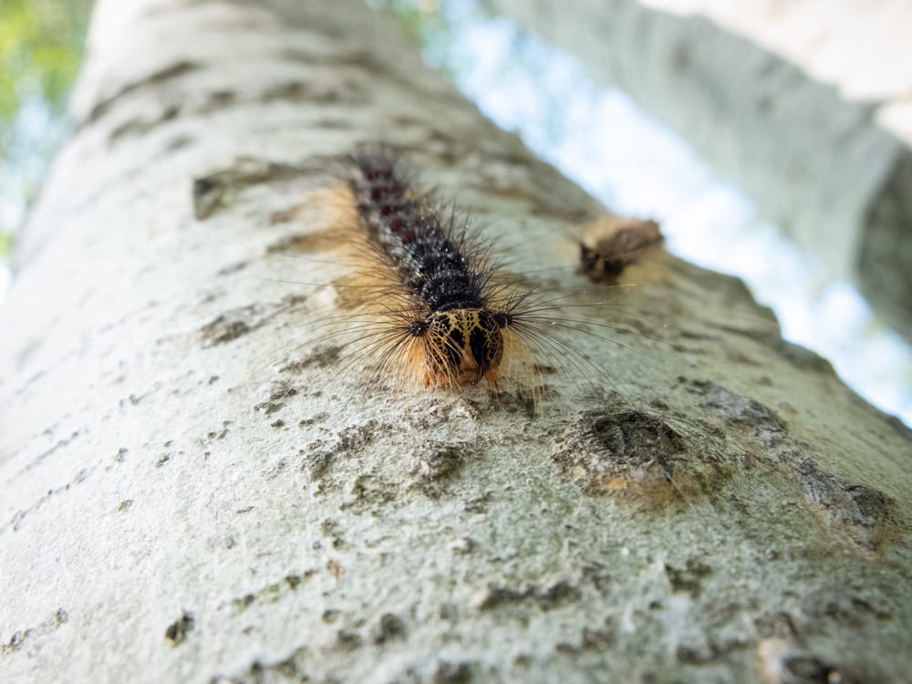 County explores options to battle gypsy moths post image