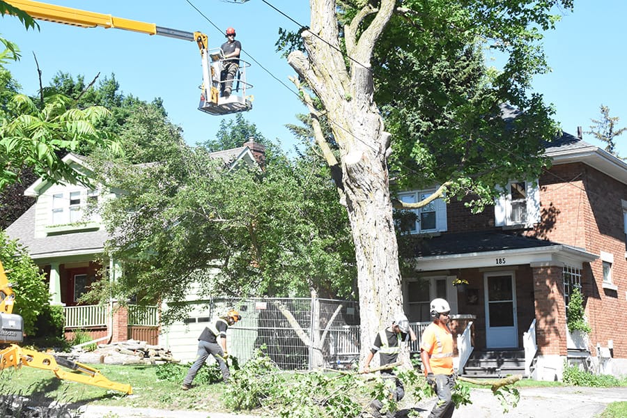 Hundred-year-old maple tree comes down post image