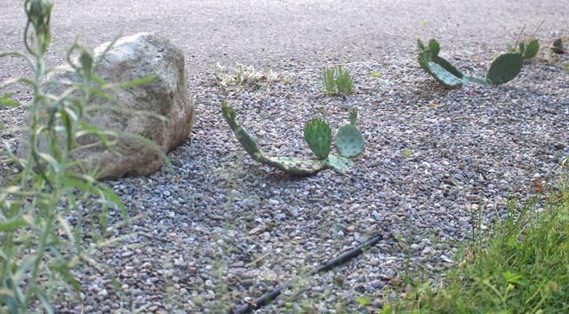 Lots of plants but nowhere to plant them? post image