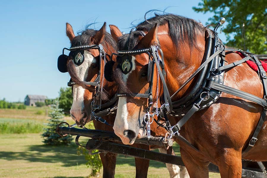 Windy Acres: it takes a team to build a horse business post image