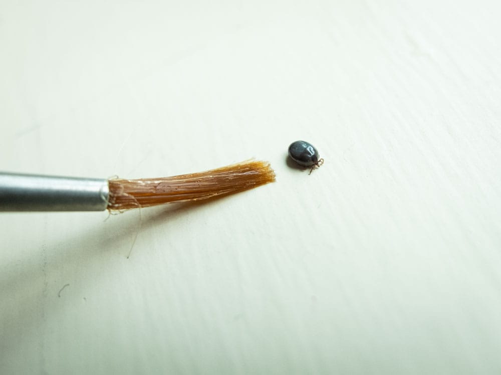 New pilot study contends disease species could be transferred from deer ticks to humans post image