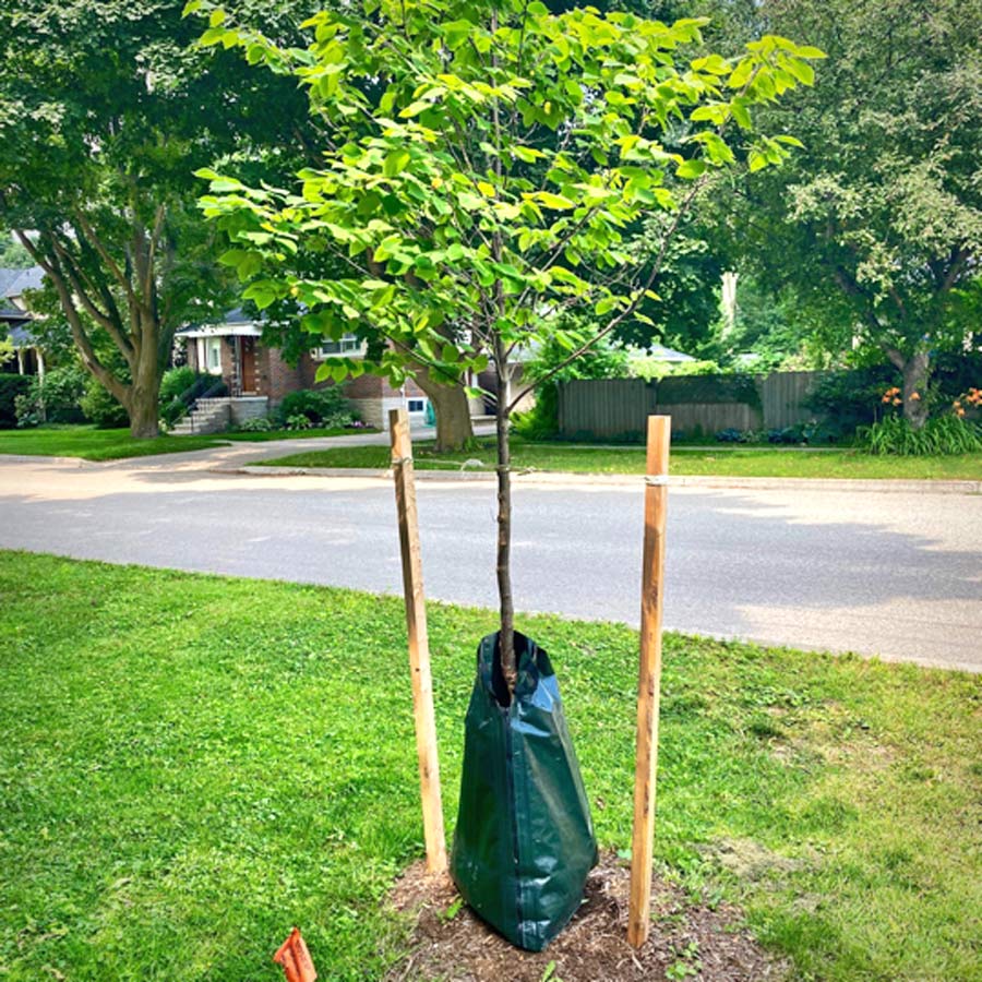 Irrigation bags help newly planted trees post image