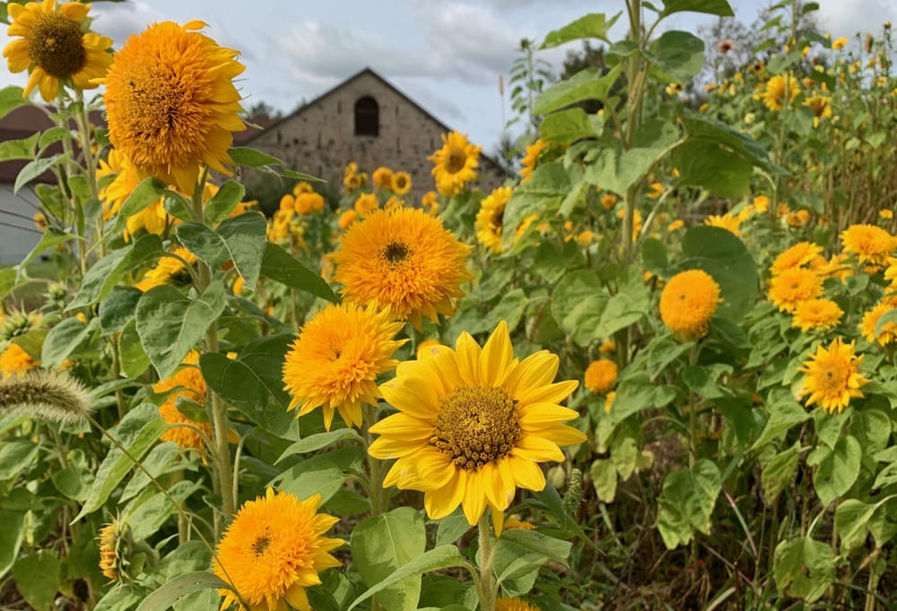 Sunflowers of Elora festival billed as ‘a selfie lover's paradise' post image