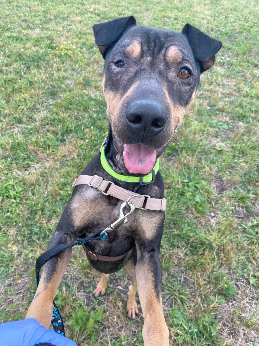 Dogs rescued from Texas by Guelph Humane Society will soon be ready  for adoption by public post image