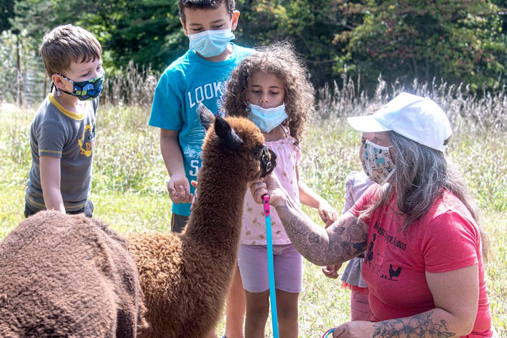 Hillsburgh alpaca farm hosted open house post image
