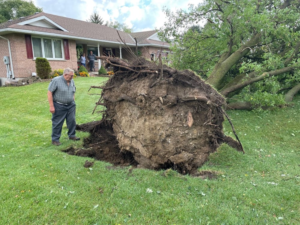 Large trees downed by storm in Mount Forest area post image