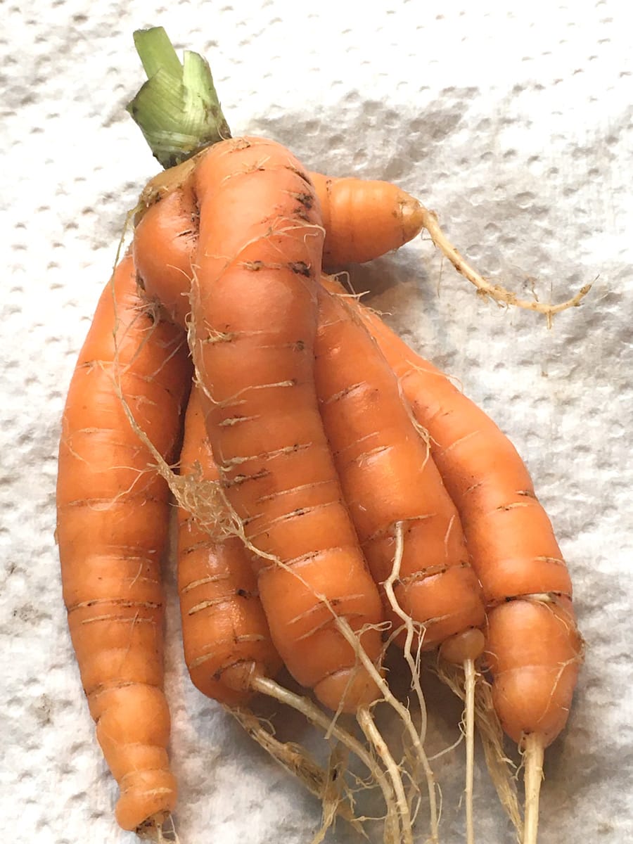 Arthur gardener harvests sextuplet carrot post image