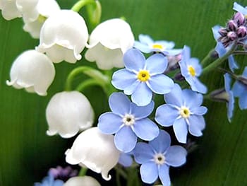 PAVY, Diane Myrtle (née Swartzenburg) post image