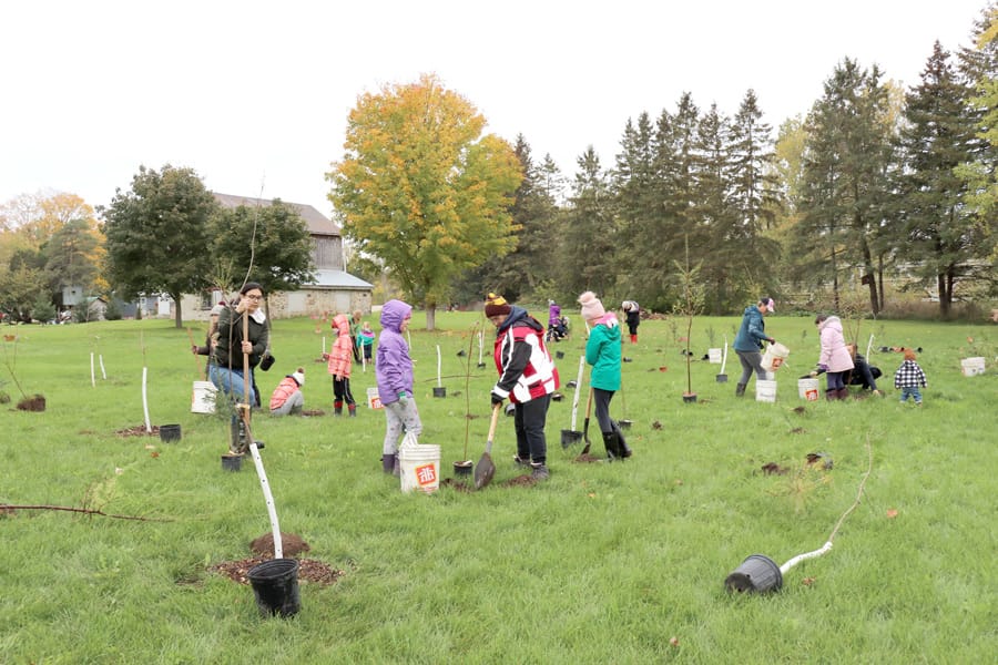 Trees for Mapleton growing community with every new planting post image
