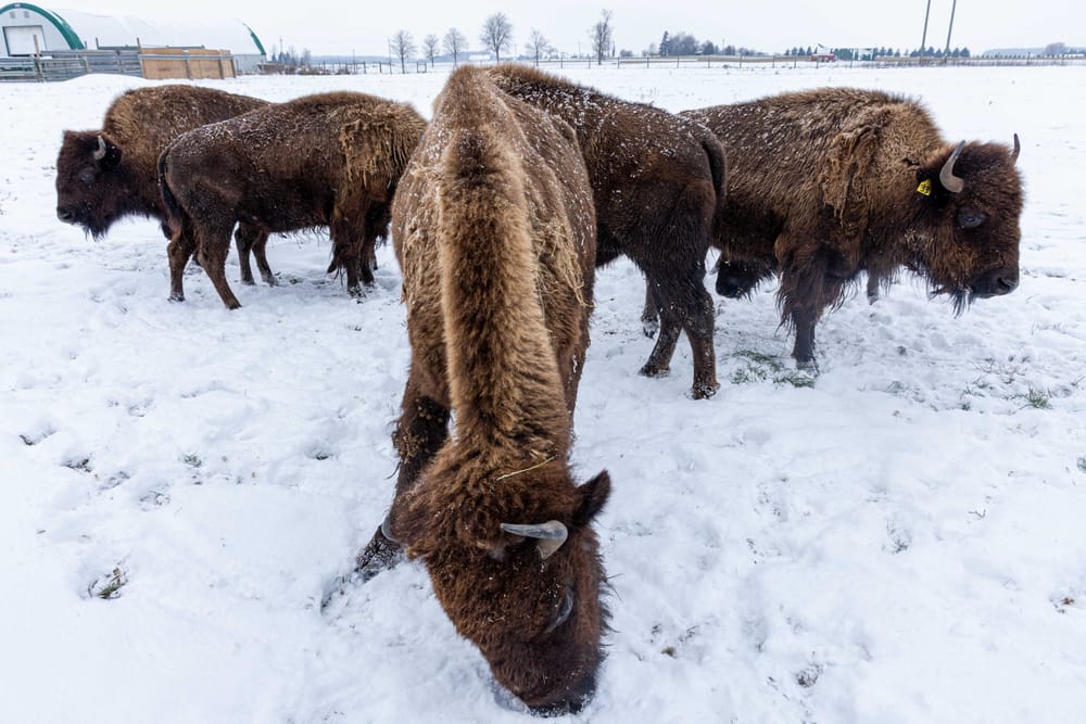 Northwind Bison in Mapleton is where the buffalo roam post image
