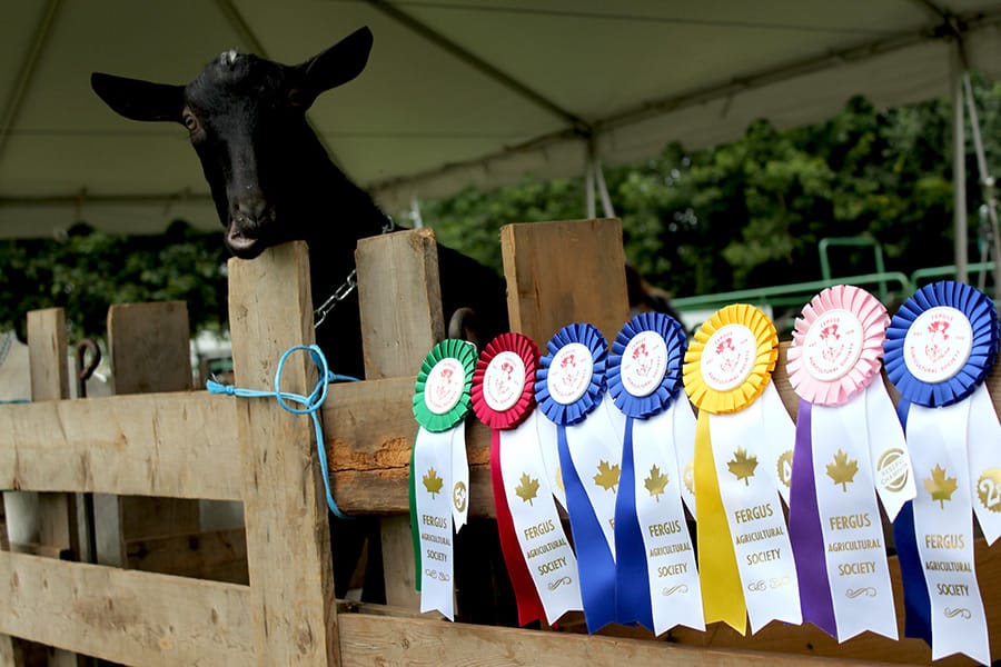 Fergus Agricultural Society issues fall fair survey as  it prepares strategic plan post image