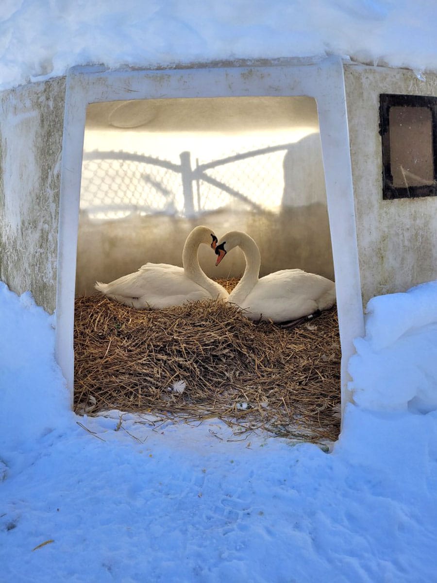 Swan love in Elora post image